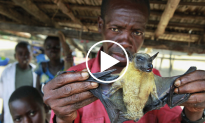 Santé en Afrique- Zoonoses: les ONG font barrage