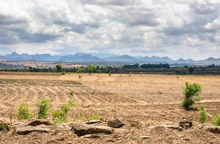 Santé en Afrique - Quand les sécheresses accentuent la déforestation.