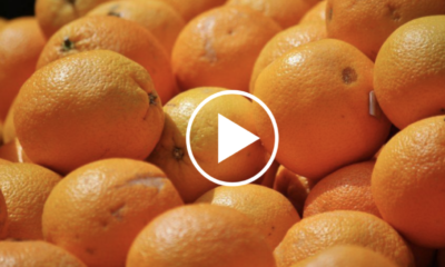 Orange de Tunisie: la menace des pesticides.