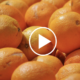 Orange de Tunisie: la menace des pesticides.