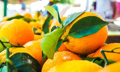 Ce que valent les oranges tunisiennes