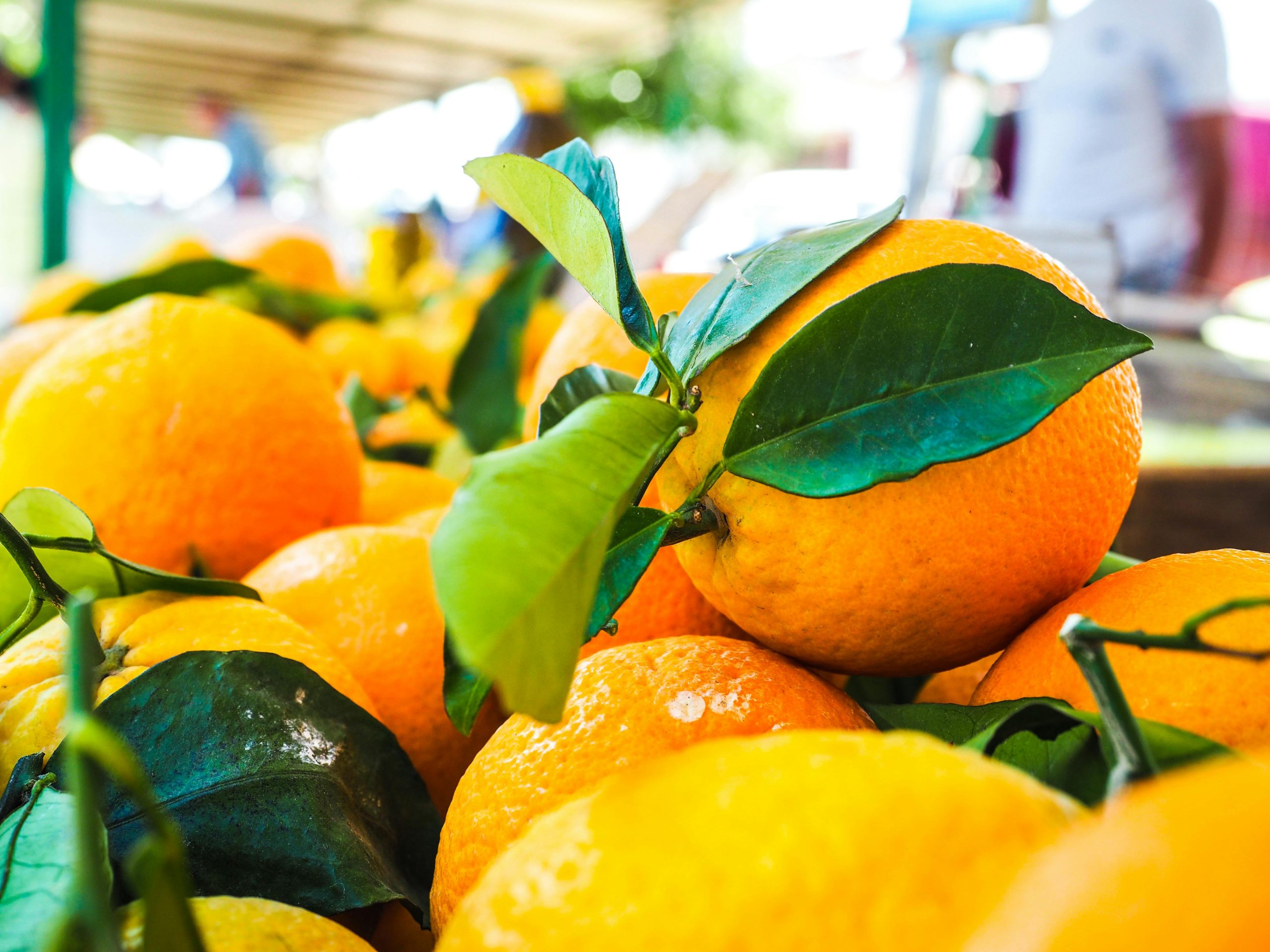 Ce que valent les oranges tunisiennes