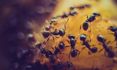 Les fourmis pourraient bientôt détecter le cancer.