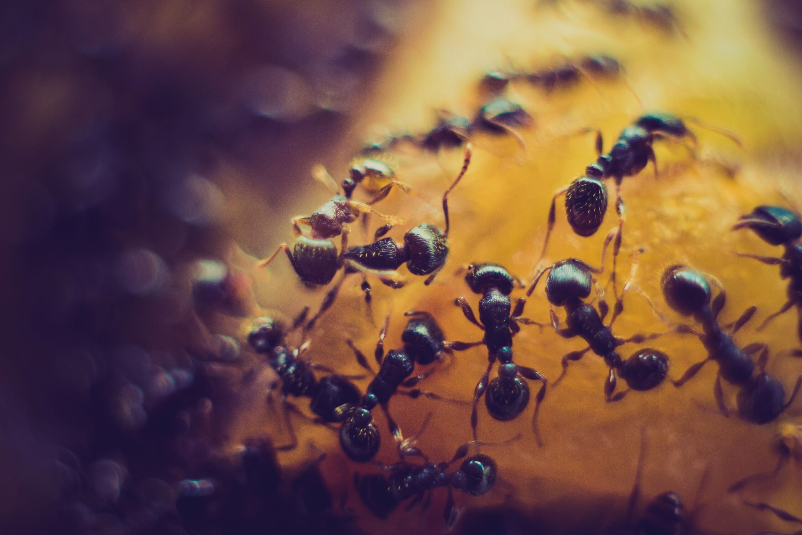 Les fourmis pourraient bientôt détecter le cancer.