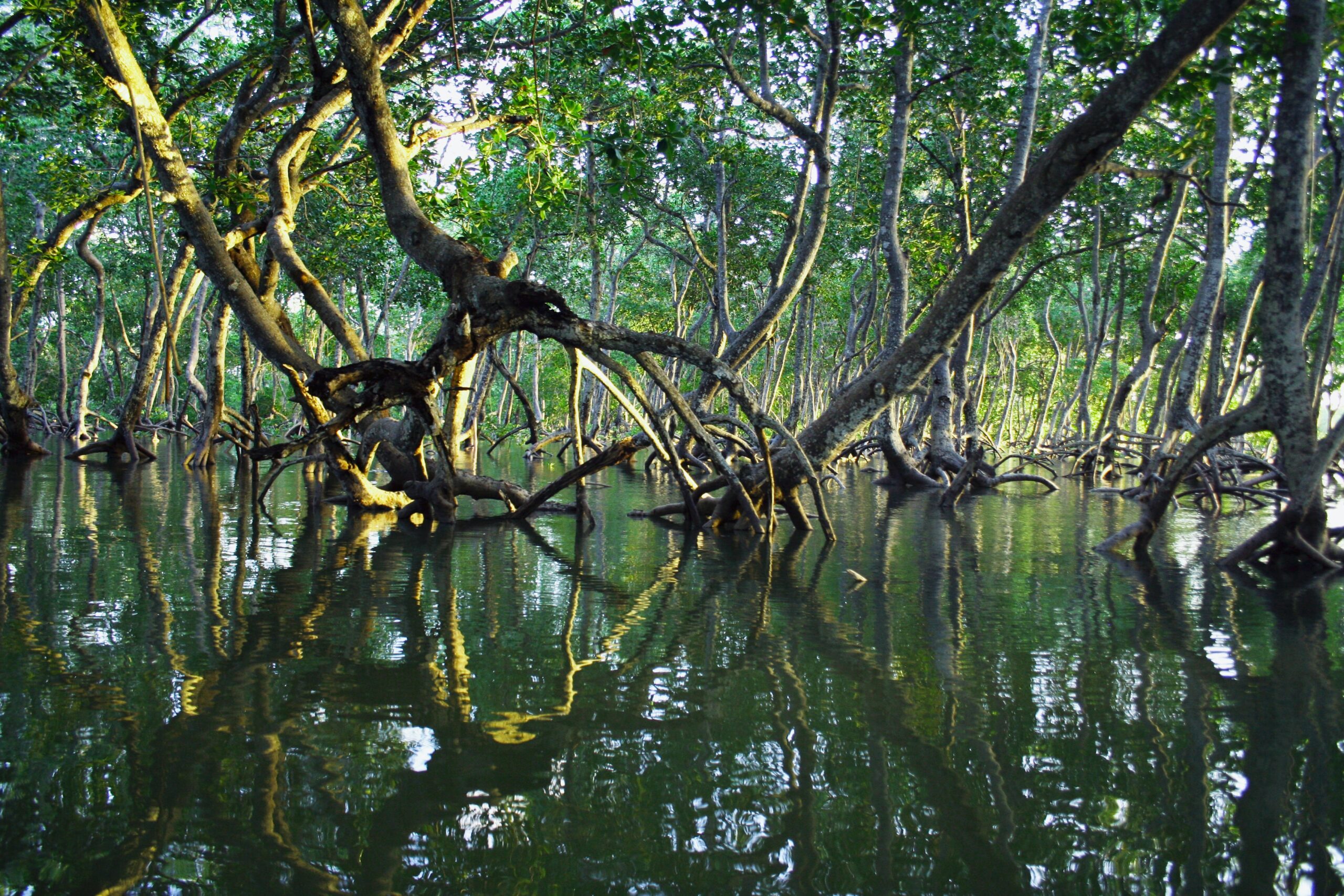 Les mangroves, trésor de la biodiversité malgache