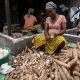 Des épluchures de manioc pour remplacer la farine de blé