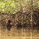 Îles du Saloum: comment la mangrove nourrit les habitants