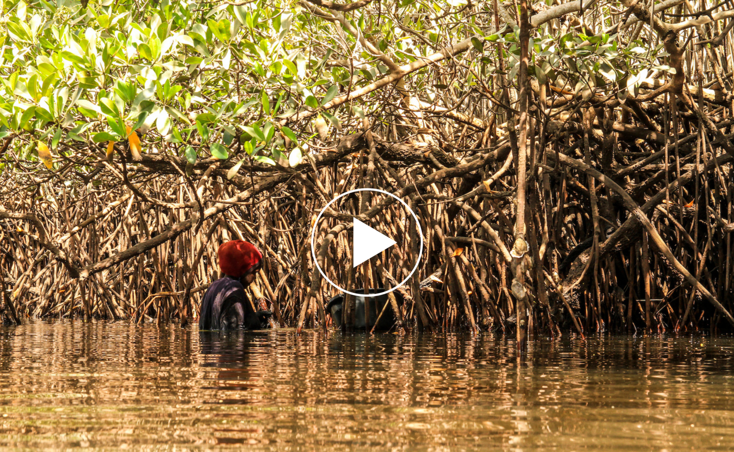 Îles du Saloum: comment la mangrove nourrit les habitants
