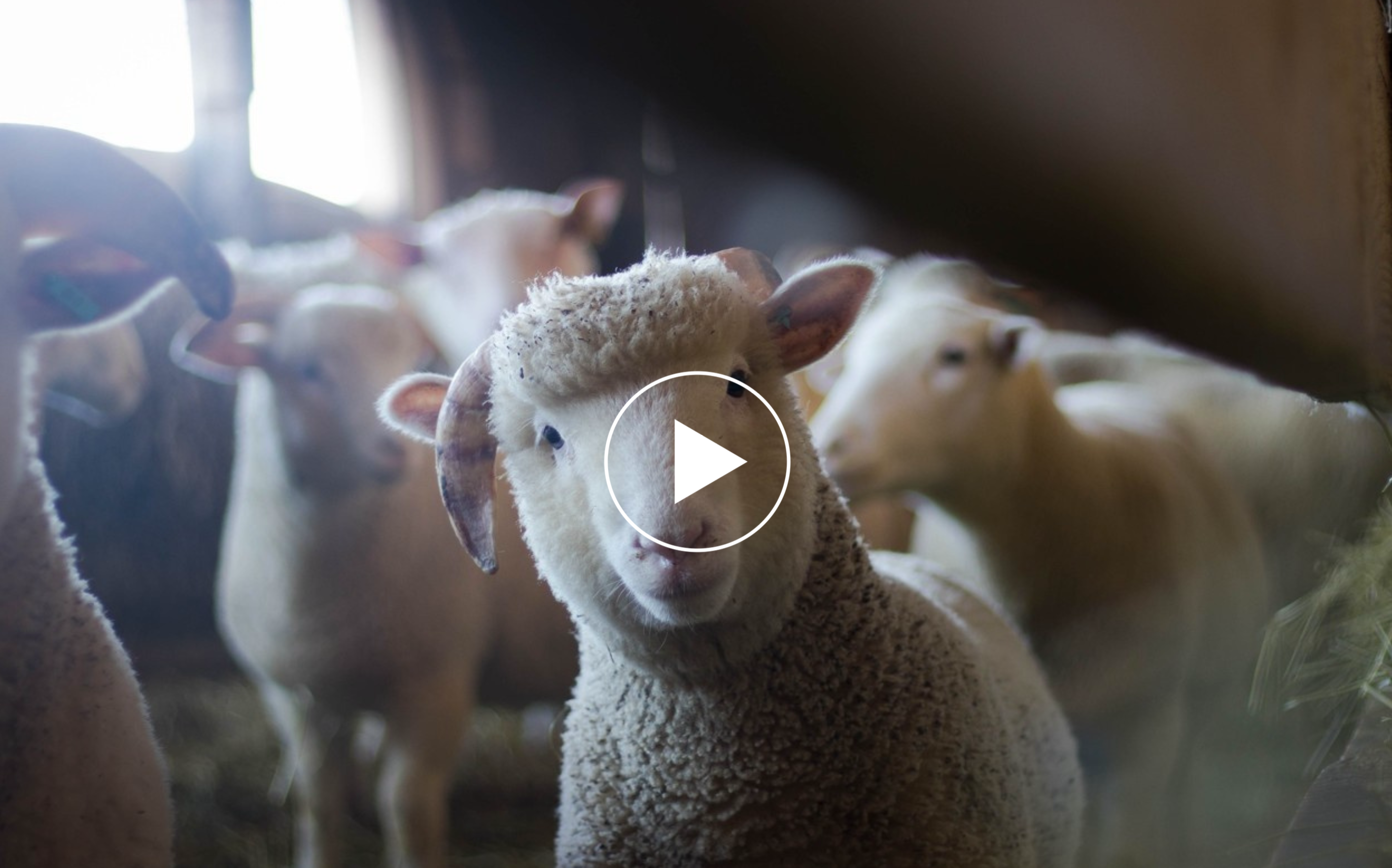 Aïd el-Kébir: ce qu’il faut faire des peaux de mouton