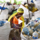 Déchets plastiques: l’enfer des déplacées de Sénou