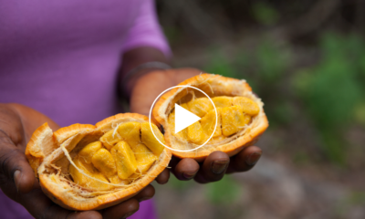 Le maad: un fruit sauvage qui régale le Sénégal