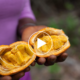 Le maad: un fruit sauvage qui régale le Sénégal