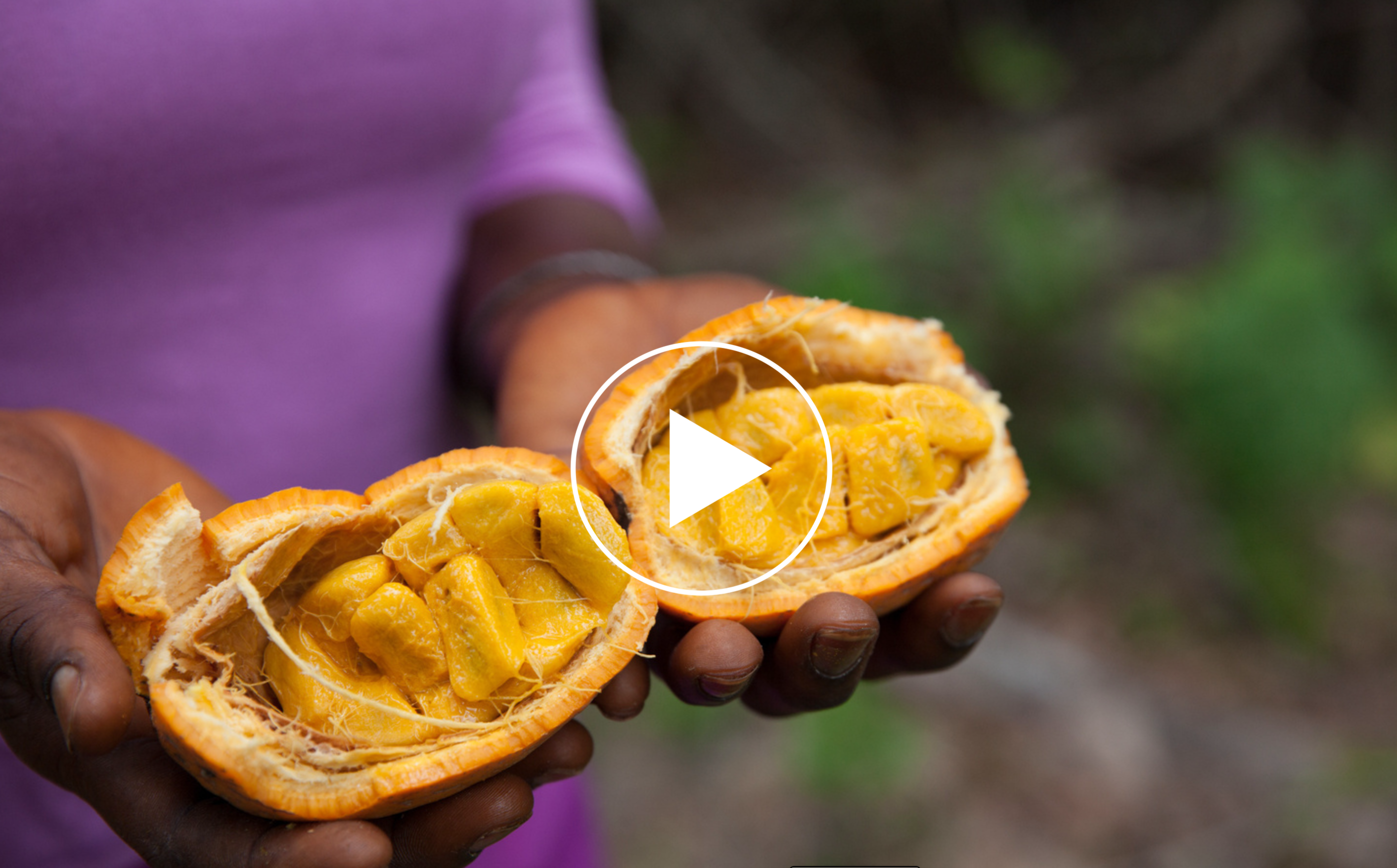 Le maad: un fruit sauvage qui régale le Sénégal