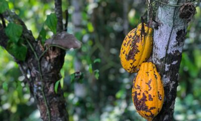 Et si le cacao aidait à réduire le déficit énergétique?