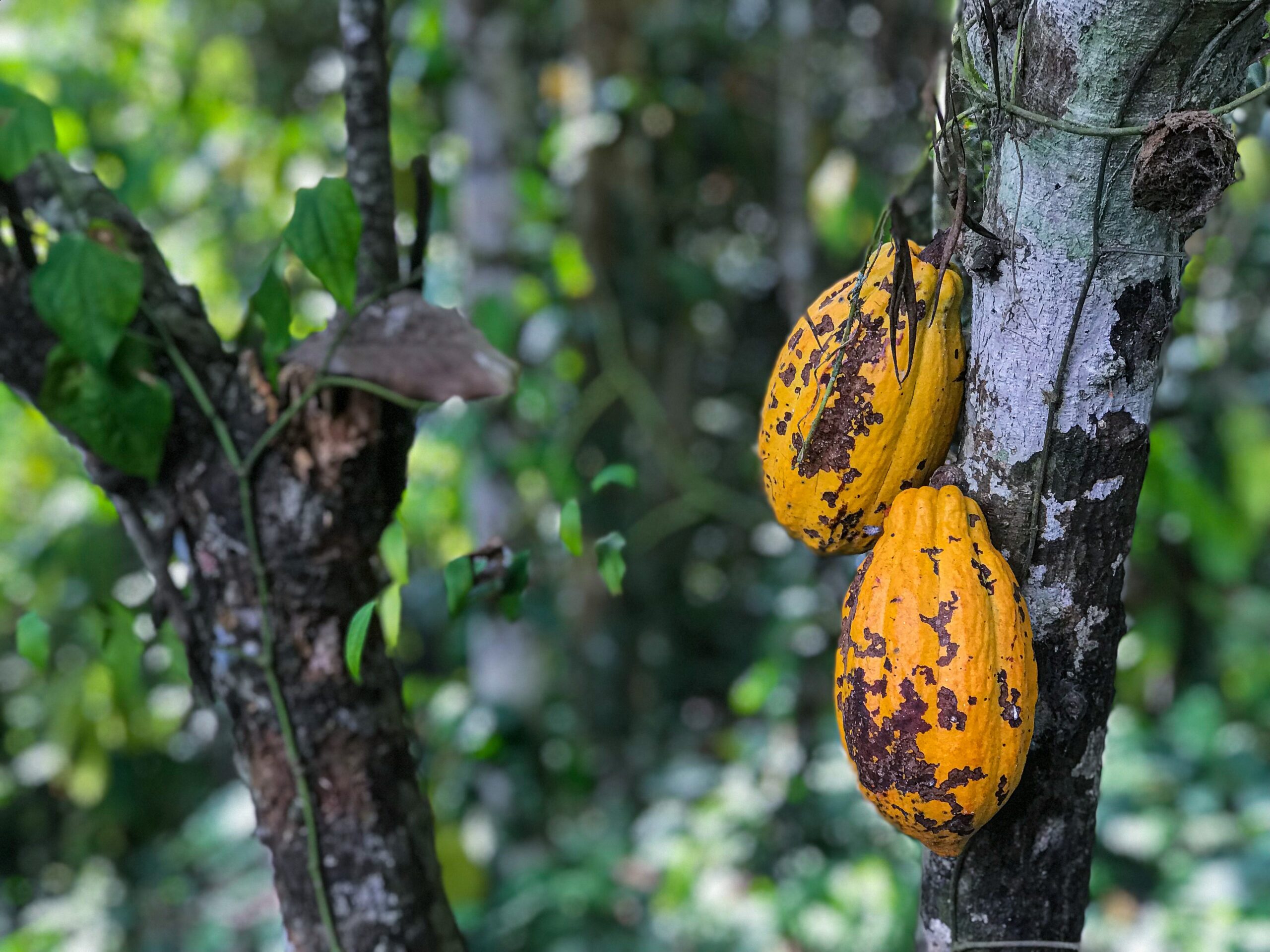 Et si le cacao aidait à réduire le déficit énergétique?