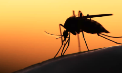 sante-en-afrique-magazine-photo-moustique-paludisme-dengue