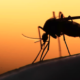 sante-en-afrique-magazine-photo-moustique-paludisme-dengue