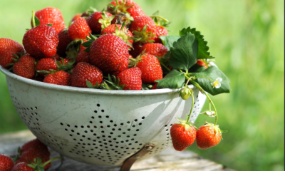 Fruits: quand la fraise se tropicalise