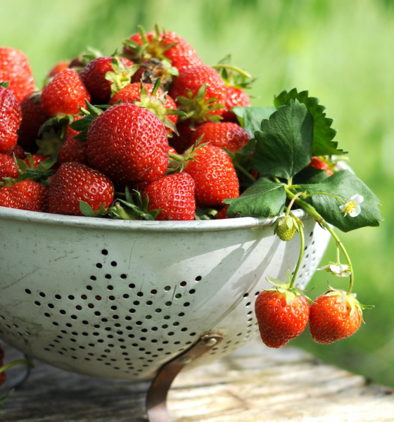Fruits: quand la fraise se tropicalise