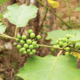 Connaissez-vous les muranda, ces aubergines sauvages de RDC-Congo?