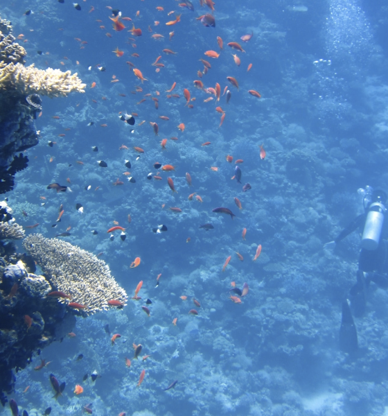 Pollution: la solution par le nettoyage des fonds marins