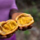 Le maad: un fruit sauvage qui régale le Sénégal