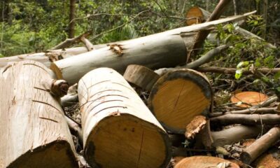 Déforestation: l’abattage des arbres menace la santé mentale