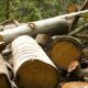 Déforestation: l’abattage des arbres menace la santé mentale