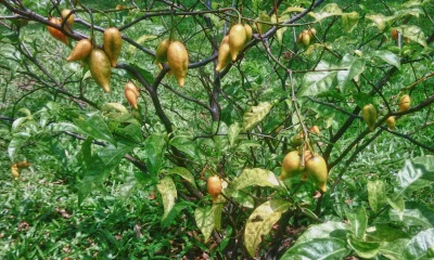 L'iboga, plante au cœur d’un trafic juteux au Gabon