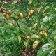 L'iboga, plante au cœur d’un trafic juteux au Gabon