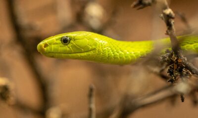 Et si le venin de serpent aidait à soigner le cancer?