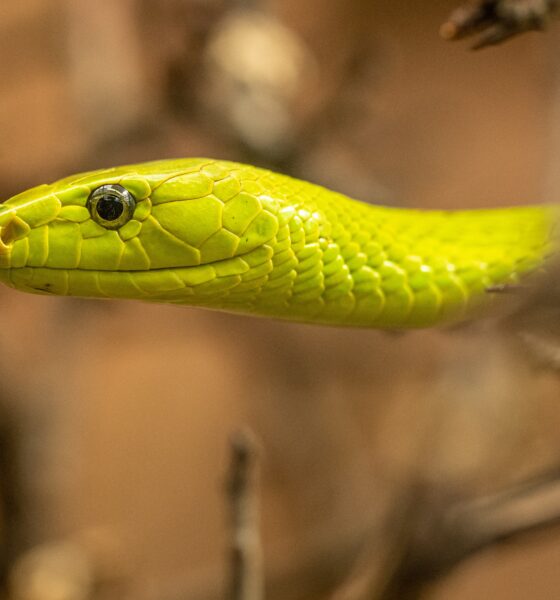 Et si le venin de serpent aidait à soigner le cancer?