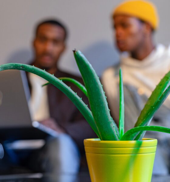 L'Aloe vera, solution parfaite contre l’eczéma, l’acné ou les rides