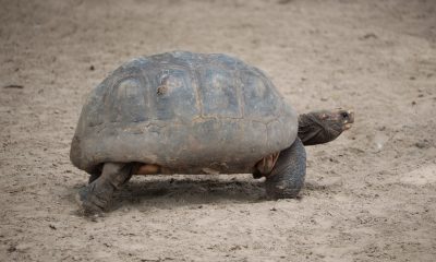 La tortue radiée, une espèce en voie d'extinction à Madagascar