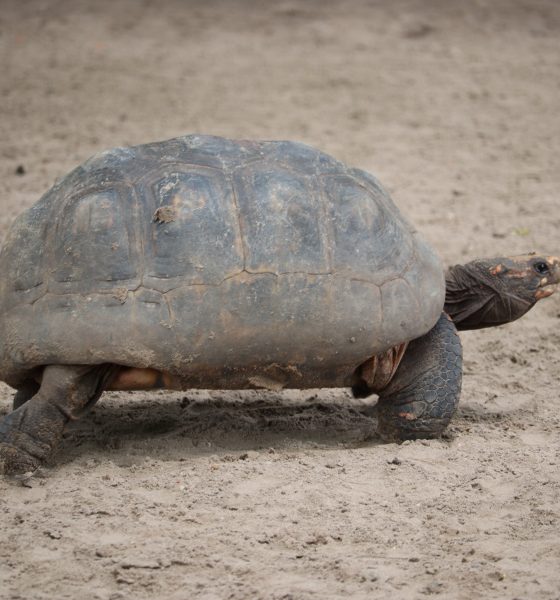La tortue radiée, une espèce en voie d'extinction à Madagascar
