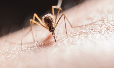 Paludisme: l’espoir d’une éradication prochaine se renforce