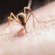 Paludisme: l’espoir d’une éradication prochaine se renforce