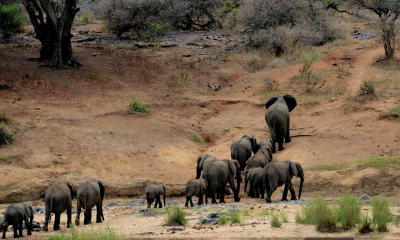 Est-il légal de manger de la viande d’éléphant pour combattre la famine?