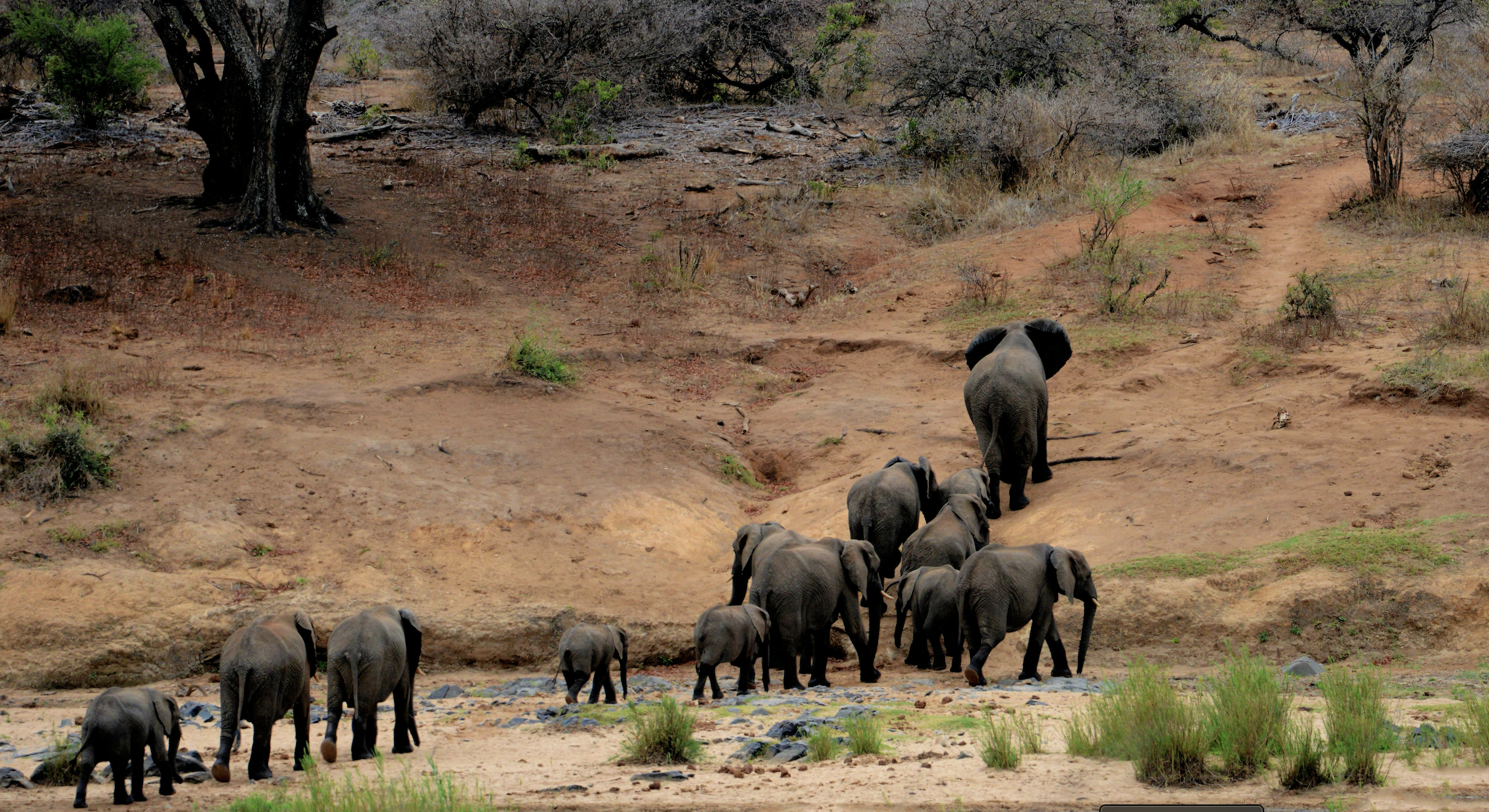 Est-il légal de manger de la viande d’éléphant pour combattre la famine?